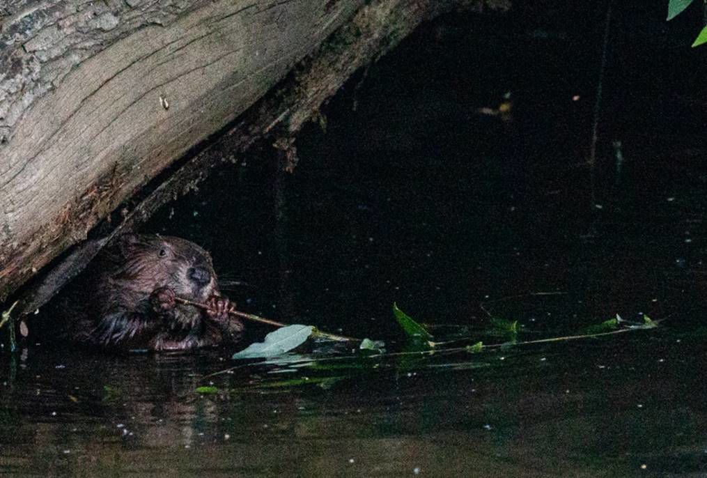 Beaver Lodge Summer 2020